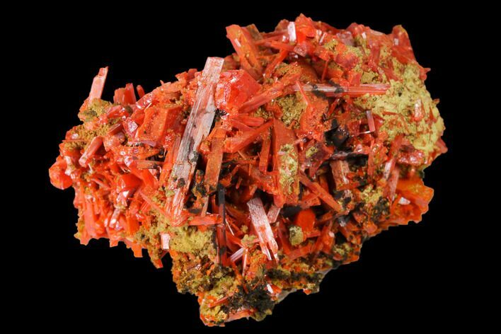 Bright Orange Crocoite Crystal Cluster - Tasmania #171668
